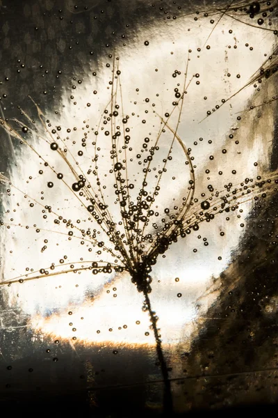 Pampeliška semena — Stock fotografie