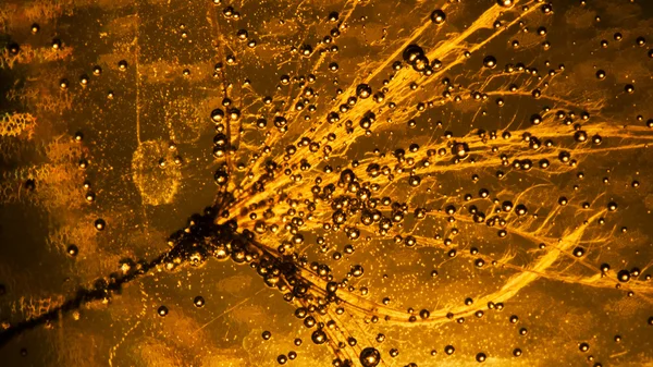 Voikukka siemenet vesipisaroita — kuvapankkivalokuva