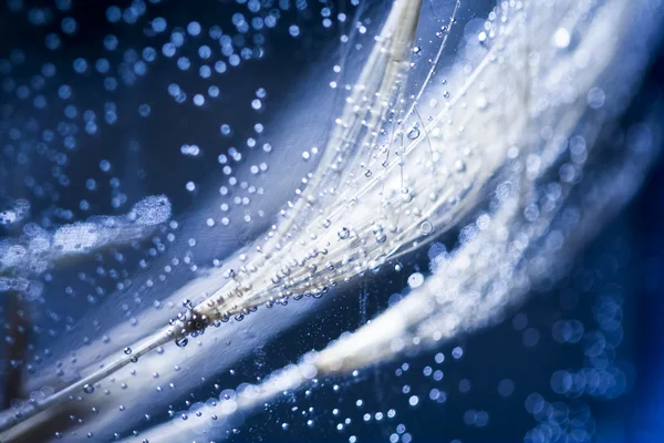 水滴のついたタンポポの種 — ストック写真