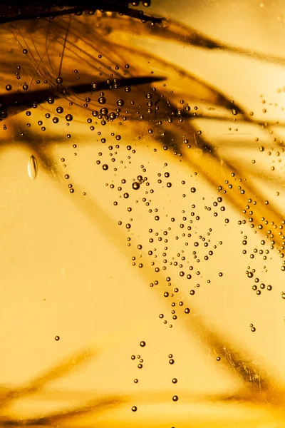 Dandelion seeds with water drops — Stock Photo, Image