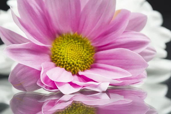 Chrysanthemenblüte — Stockfoto