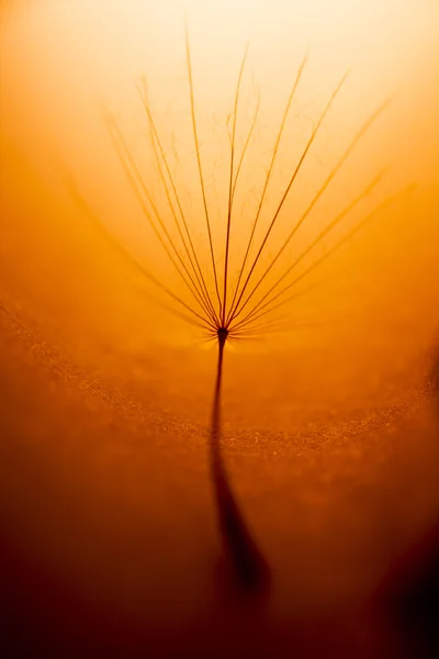 Sementes de dente-de-leão — Fotografia de Stock