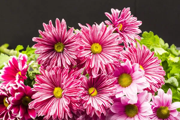 Chrysant bloemen — Stockfoto