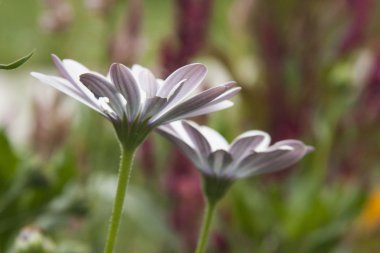 güzel beyaz çiçekler