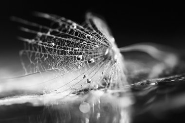 Makro, renkli su ile soyut kompozisyon karahindiba tohumlar üzerinde bırakır.