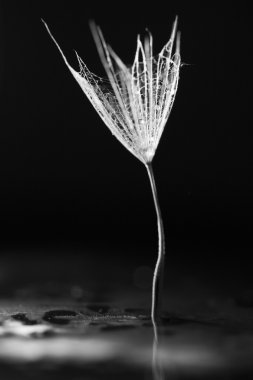 Makro, renkli su ile soyut kompozisyon karahindiba tohumlar üzerinde bırakır.