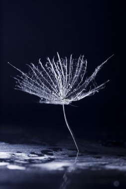 Makro, renkli su ile soyut kompozisyon karahindiba tohumlar üzerinde bırakır.