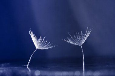 Makro, renkli su ile soyut kompozisyon karahindiba tohumlar üzerinde bırakır.