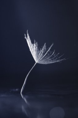 Makro, renkli su ile soyut kompozisyon karahindiba tohumlar üzerinde bırakır.