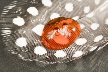 guinea hen tüy ile portakal suyu damla ve koyu arka plan