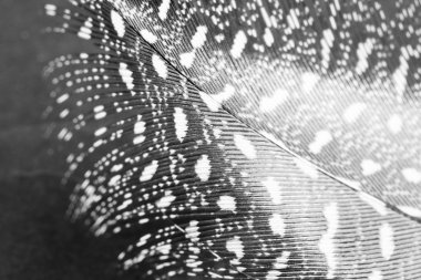 guinea hen tüy ile koyu arka plan