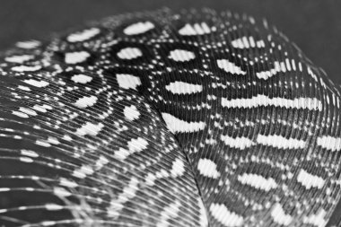 guinea hen tüy ile koyu arka plan