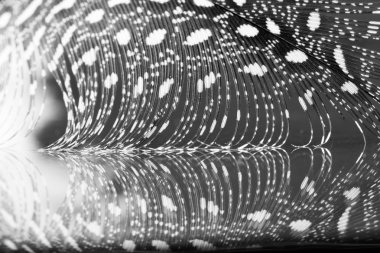 guinea hen tüy ile koyu arka plan