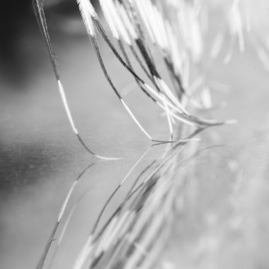 guinea hen tüy ile koyu arka plan