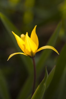 Binturongun doğal yaşam ortamı içinde sarı yabani Lale (bieberstein Lale)