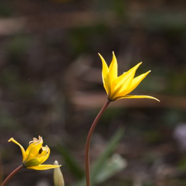 Binturongun doğal yaşam ortamı içinde sarı yabani Lale (bieberstein Lale)