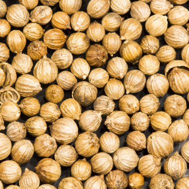 kişniş tohumu doku siyah arka plan