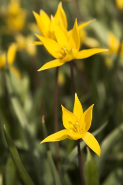 Binturongun doğal yaşam ortamı içinde sarı yabani Lale (bieberstein Lale)
