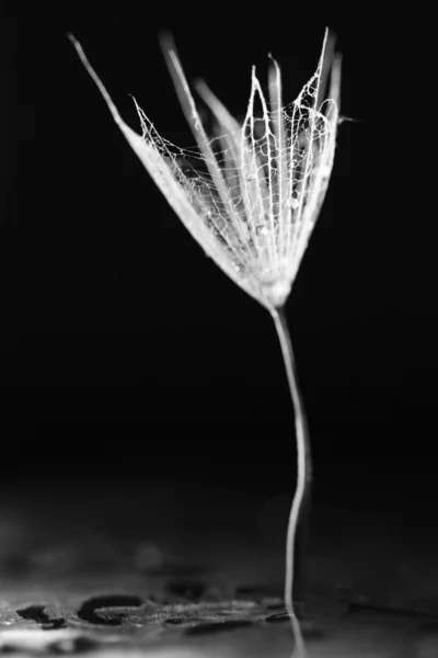 Макро, абстрактный состав с цветными капельками воды на семенах одуванчика — стоковое фото