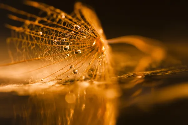 Macro, composizione astratta con gocce d'acqua colorate sui semi di dente di leone — Foto Stock