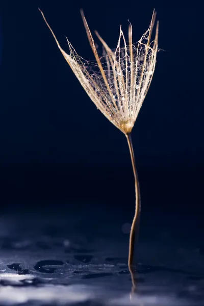 宏观、 抽象的构成与丰富多彩的水上滴眼液对蒲公英的种子 — 图库照片