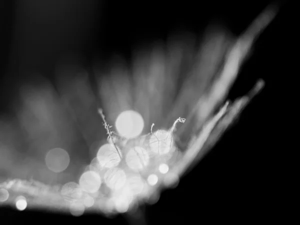 Macro, abstract composition with colorful water drops on dandelion seeds — Stock Photo, Image