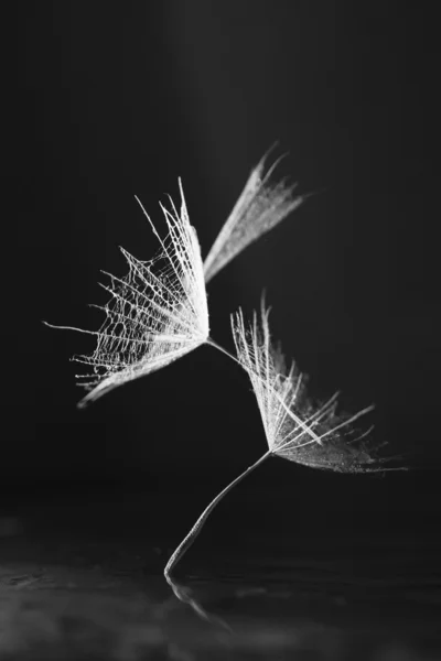 Macro, abstract composition with colorful water drops on dandelion seeds — Stock Photo, Image