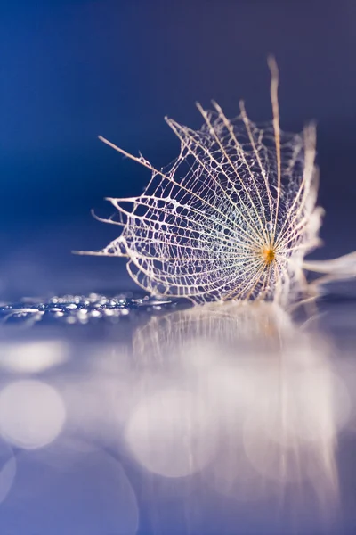 Macro, composición abstracta con gotas de agua de colores en las semillas de diente de león —  Fotos de Stock