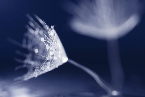 Macro, abstract composition with colorful water drops on dandelion seeds — Stock Photo, Image