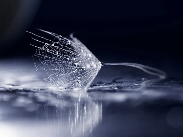 Macro, abstract composition with colorful water drops on dandelion seeds