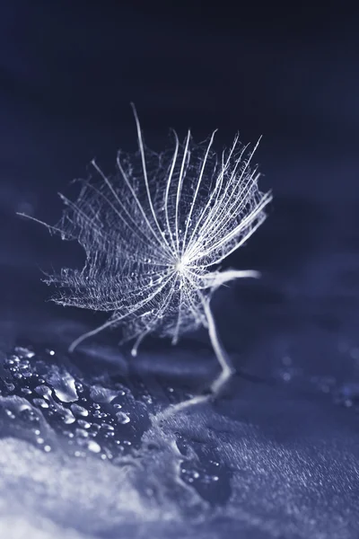 Makro-, abstrakte Komposition mit bunten Wassertropfen auf Löwenzahnsamen — Stockfoto