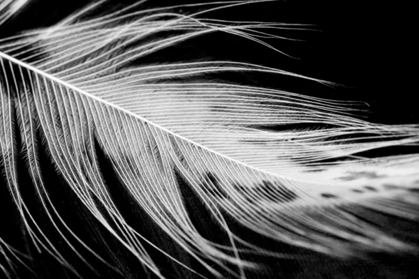 几内亚母鸡羽毛黑色背景 — 图库照片
