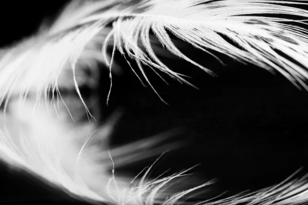 Pluma de gallina de Guinea con fondo oscuro — Foto de Stock