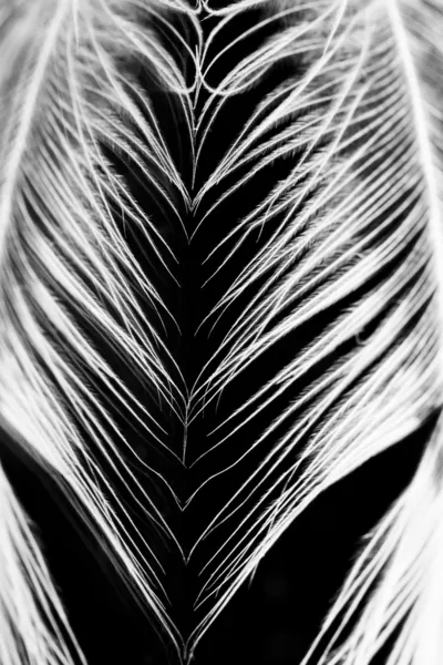 Guinea hen feather with dark background — Stock Photo, Image