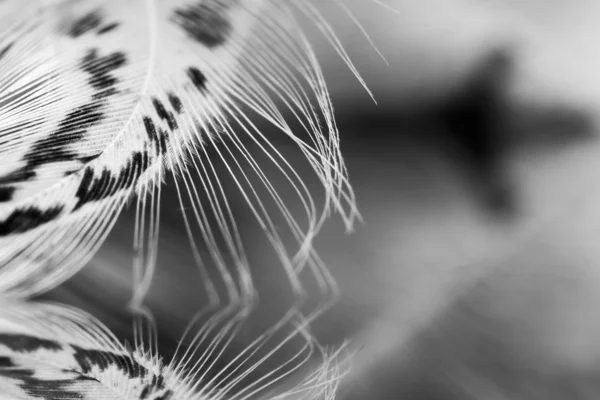 Guinea hen feather with dark background — Stock Photo, Image