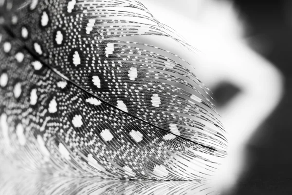 Куриное перо с тёмным фоном — стоковое фото