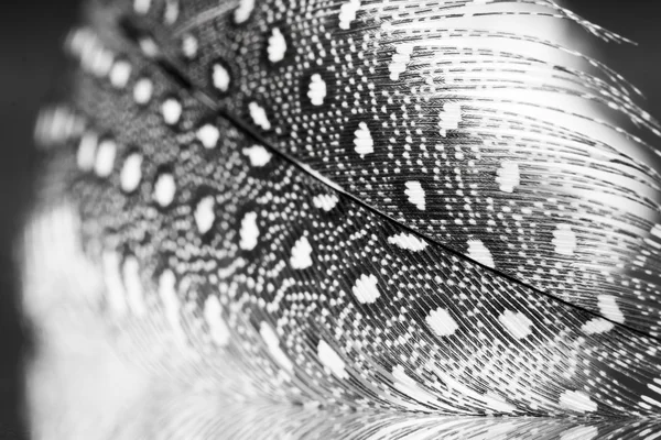 Guinea hen feather with dark background — Stock Photo, Image