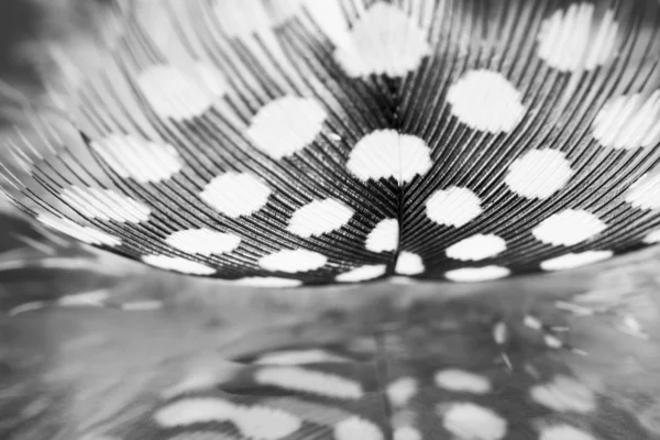 Guinea hen feather with dark background — Stock Photo, Image