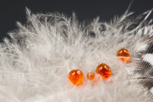 Guinea hen feather with orange water drop and dark background — Stock Photo, Image