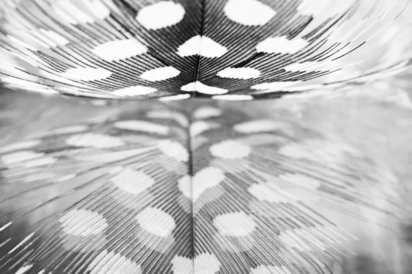 Pluma de gallina de Guinea con fondo oscuro —  Fotos de Stock