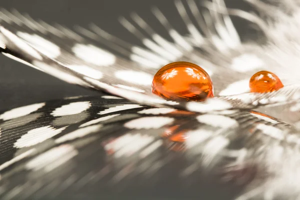 Guinea hen feather with orange water drop and dark background — Stock Photo, Image