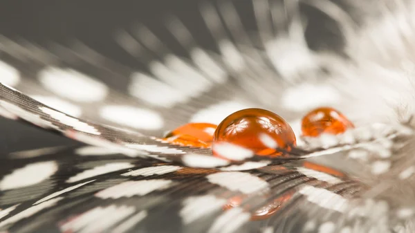 Guinea hen feather with orange water drop and dark background — Stock Photo, Image