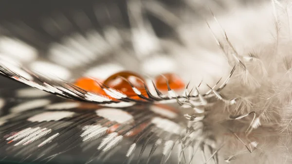 暗い背景とオレンジ色の水滴のホロホロ鳥フェザー — ストック写真