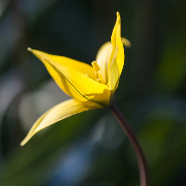 Gul wild tulip (bieberstein tulip) i sin naturliga miljö — Stockfoto