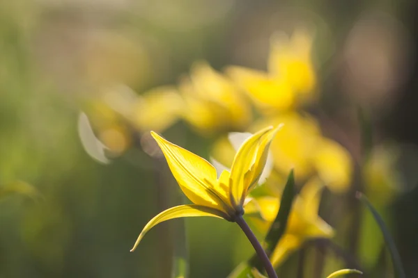 Gul wild tulip (bieberstein tulip) i sin naturliga miljö — Stockfoto