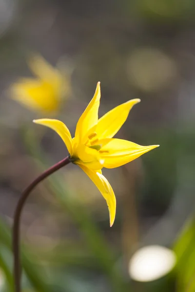 Divoké Tulipán žlutý (bieberstein Tulipán) v jeho přirozeném prostředí — Stock fotografie