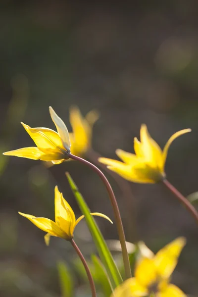 Tulipe sauvage jaune (tulipe Bieberstein) dans son habitat naturel — Photo