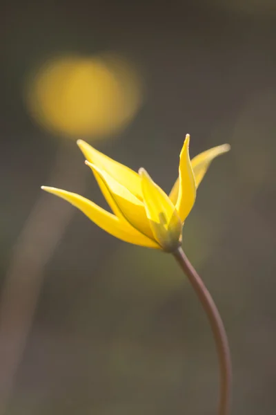 Gul wild tulip (bieberstein tulip) i sin naturliga miljö — Stockfoto