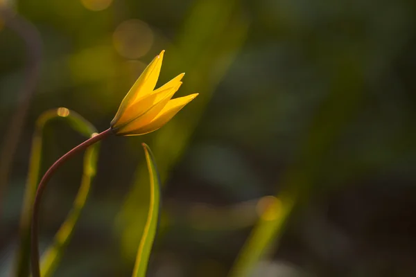 Żółty tulipan dziki (bieberstein tulipan) w jego naturalnym środowisku — Zdjęcie stockowe