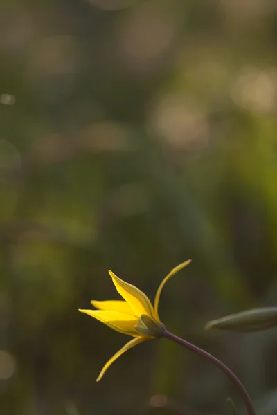 Желтый тюльпан (Bieberstein Tulip) в естественной среде обитания — стоковое фото